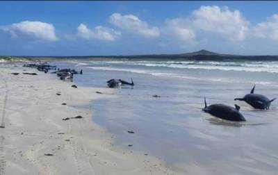 На побережье в Мозамбике нашли более сотни мертвых дельфинов