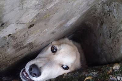 Кубанские спасатели вытащили застрявшую между бетонных плит собаку