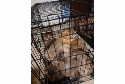 13 кошек спасли зоозащитники и полицейские из квартиры с голодающими животными