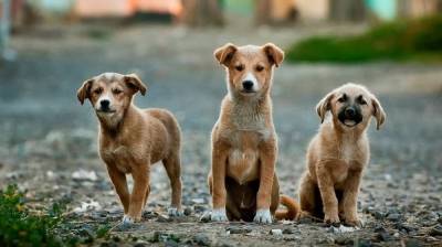 Мэрия Воронежа нашла подрядчика для отлова бездомных собак в пяти районах города
