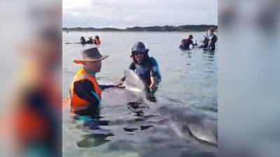 Стаю черных дельфинов спасли волонтеры в Новой Зеландии.