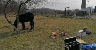 Ветеринары рассказали, что будет с хромым конём из Янтарного