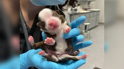 Шестиногий щенок с двумя хвостами родился в США