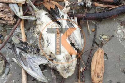 Жители Дивноморского сообщили о гибели диких птиц