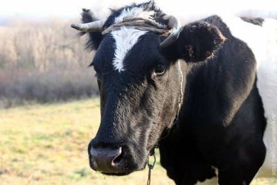 Суд в Забайкалье взыскал с энергетиков почти 125 тыс. руб. за трёх убитых током коров