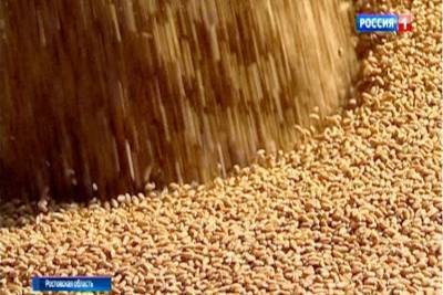 На Дону планируют собрать 10,5 млн тонн зерновых и зернобобовых культур