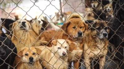 США спасли и перевозят к себе более 200 собак, которым в Китае грозила смерть