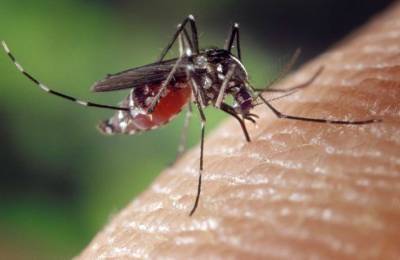 Ученые выяснили, каких людей чаще кусают комары