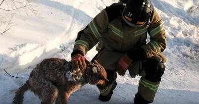 В ЯНАО спасатели нашли под завалами собаку спустя 2 дня после пожара