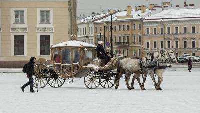 Ход конём: по кому ударит запрет катания на лошадях в центре Петербурга