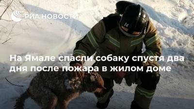 На Ямале спасли собаку спустя два дня после пожара в жилом доме