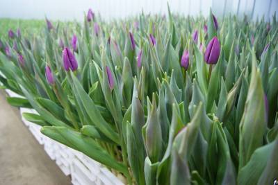 Полмиллиона тюльпанов к 8 Марта вырастили в двух районах Псковской области