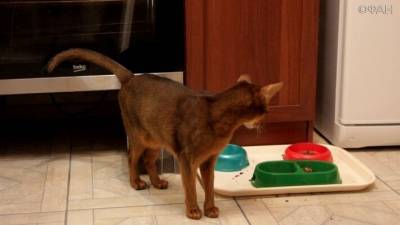 Владельцы кошек и собак требуют вернуть в Россию запрещенные к ввозу сухие корма с ГМО
