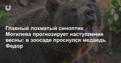 Главный лохматый синоптик Могилева прогнозирует наступление весны: в зоосаде проснулся медведь Федор