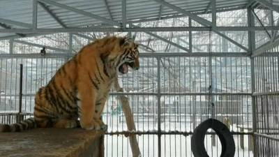"Фальцет" амурского тигрёнка покорил соцсети