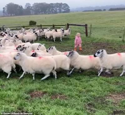 Талантливая девочка: 2-летний ребенок виртуозно загоняет стадо овец – видео