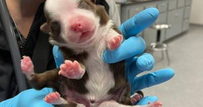 В США родился щенок с шестью лапами и двумя хвостами: фото, видео