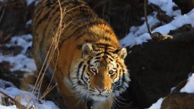 Жители Приморья пытались продать шкуру тигра и леопарда