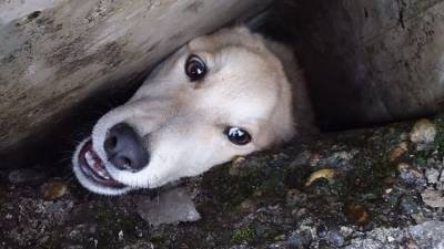Спасатели вытащили зажатую в мороз бетонными плитами собаку - ФОТО