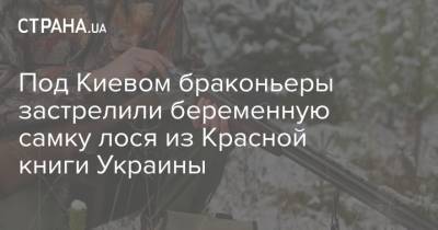 Под Киевом браконьеры застрелили беременную самку лося из Красной книги Украины