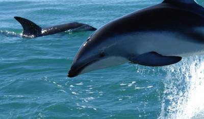 В Новой Зеландии на берег выбросились дельфины