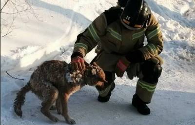 В России спасли собаку через два дня после пожара в жилом доме. Все это время она была под завалами