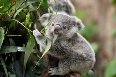 Спасли коалу: стоматолог из Австралии сделал протез ноги для милого животного