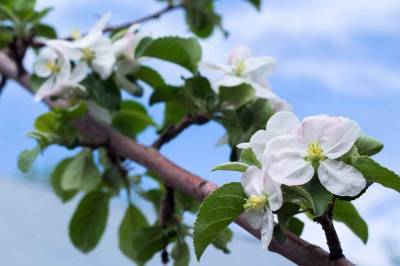 Гидромет служба Узбекистана предупредила, что морозы повредят распустившиеся цветки плодовых деревьев
