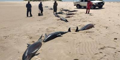Длиннорылый дельфин/Stenella longirostris умирает в океане у Республики Мозамбик, причина смерти неизвестна - Фото - ТЕЛЕГРАФ