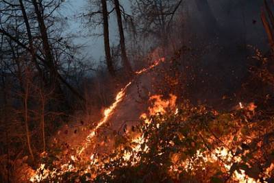 В Госдуме задумали в 10 раз увеличить штрафы за лесные пожары