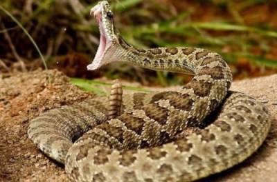 Факты о змеях, которые трусливым людям лучше не знать