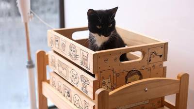 Зоопсихолог объяснил любовь кошек к коробкам