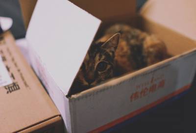 Зоопсихолог объяснил, что кошки любят коробки из-за эволюции