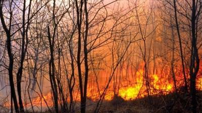 Штрафы за лесные пожары предложили увеличить в десять раз