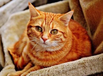 Российский зоопсихолог объяснил влечение кошек к коробкам