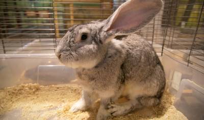 Житель Вагайского района может сесть на 5 лет за кражу кроликов ради шашлыка