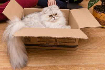 Кошкин дом: зоопсихолог объяснил любовь пушистых к коробкам