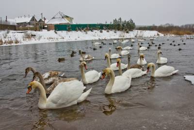 На реке в Тверской области остались зимовать 78 белых лебедей