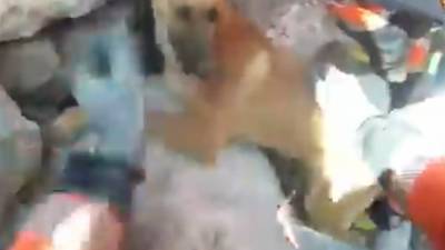 Пожарные два часа разбивали камни ради спасения собаки в Испании.