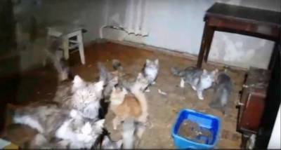 Зоозащитники в Удмуртии смогли спасти 13 кошек из «адской» квартиры