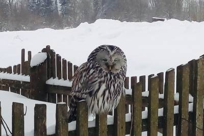 Небольшая сова обосновалась на заборе в Тверской области
