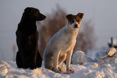 Сергей Кузнецов спрогнозировал рост числа бродячих собак в Новокузнецке