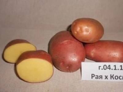 Потратили 20 лет: челябинские селекционеры вывели новый сорт картофеля «Каштак»