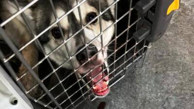 В Домодедове спасатели освободили собаку, застрявшую в переноске