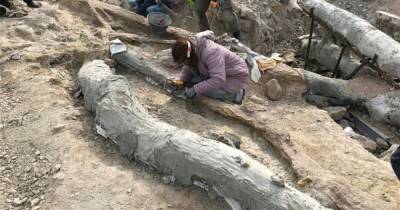 На острове Лесбос нашли полностью окаменелое дерево возрастом в 20 миллионов лет