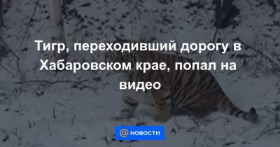 Тигр, переходивший дорогу в Хабаровском крае, попал на видео