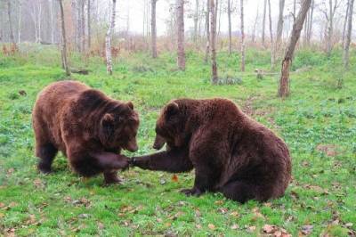 Более 60% россиян назвали медведя главным символом страны