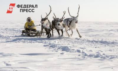 Ямальские кочевники отправились на Камчатку возрождать оленеводство