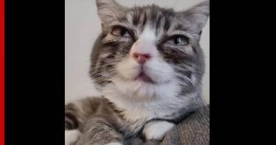 Сеть удивила кошачья версия Эммы Стоун с огромными глазами: видео