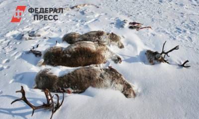Ямальские кочевники сообщают о массовой гибели оленей